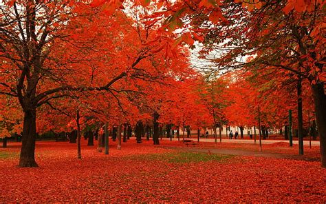 HD wallpaper: Red leaves autumn trees, nature and landscape | Wallpaper ...