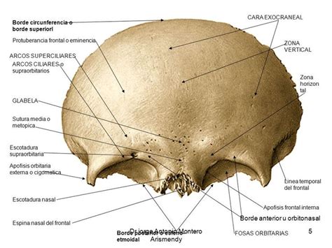 Hueso frontal del cráneo.. | Skull anatomy, Anatomy bones, Dental anatomy