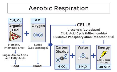 What is Aerobic Respiration and Why is it Important?