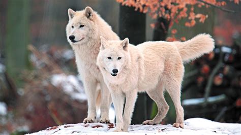 Top 31+ imagen image de loup fond d'écran - fr.thptnganamst.edu.vn