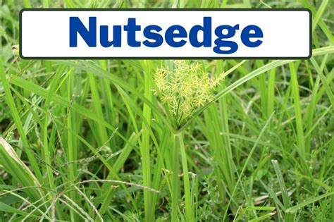 How to Kill Nutgrass: Control And Kill Nutsedge Or Nutgrass