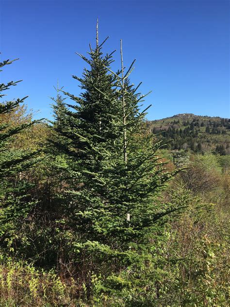 Buy Abies fraseri: Fraser Fir Seeds Online in USA, Abies fraseri ...