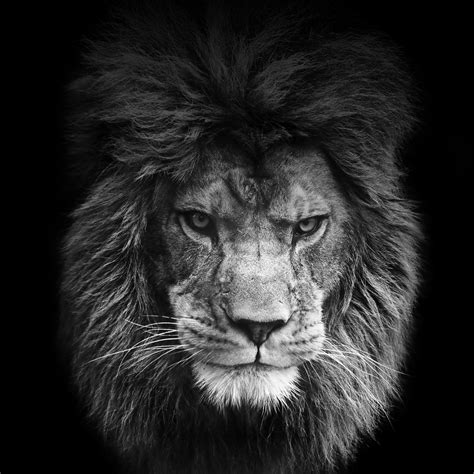 Free download Lion Roar Iphone Wallpaper Wallpapers Background for ...