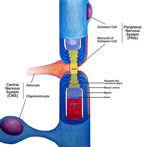 Neuroanatomy, Nodes of Ranvier - StatPearls - NCBI Bookshelf