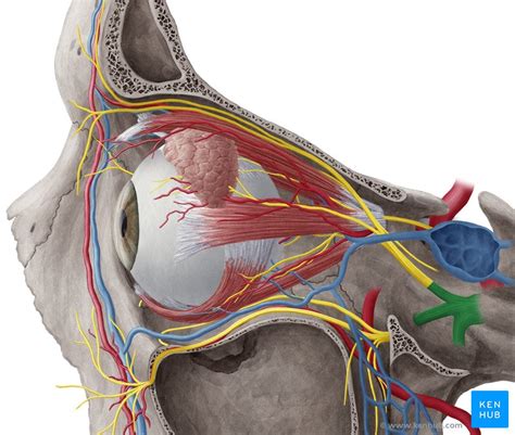 Pterygopalatine Ganglion - Anatomy, Location & Function | Kenhub