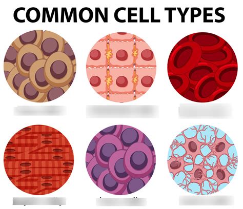 Human Cell Types Diagram | Quizlet