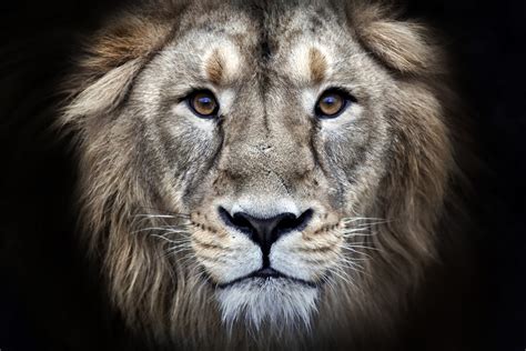 Download Face Stare Animal Lion 4k Ultra HD Wallpaper