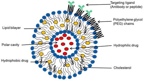 IJMS | Free Full-Text | Liposomes in Cancer Therapy: How Did We Start ...