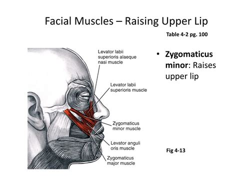 PPT - Muscles of Facial Expression Lecture #4 PowerPoint Presentation ...