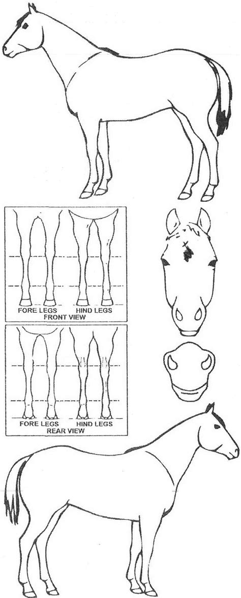 iCompete - Animal Details