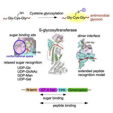 Structural and mechanistic investigations of protein S ...