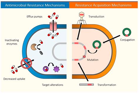 Biomedicines | Free Full-Text | Tackling Antibiotic Resistance with ...