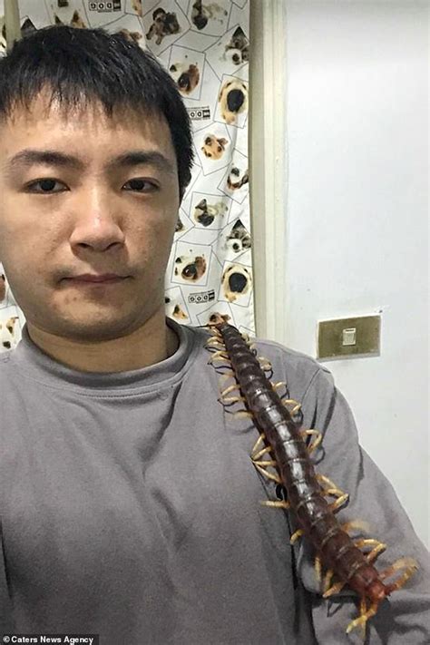 Owner says he loves his 17-inch venomous centipede – and lets it run ...