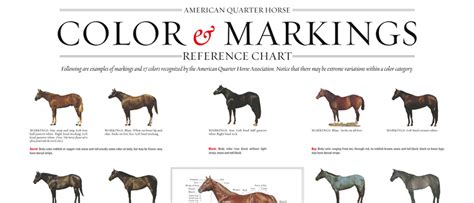 Aqha Horse Color Chart