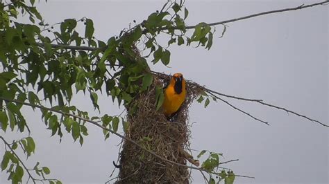 Altamira Oriole on nest (song captured). Laguna Atascosa NWR - YouTube