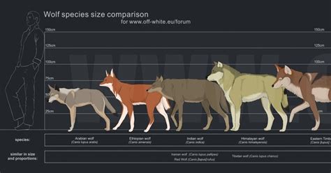 Wolves Size Comparison Wolf Size Comparison Chart The More You Know ...