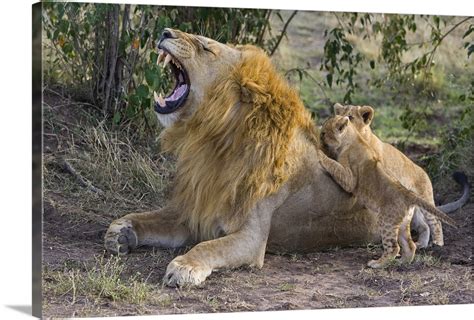 African Lion cubs playing with adult male, Kenya Wall Art, Canvas ...