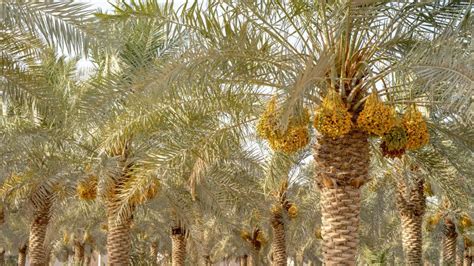 Date Palm Branches with Ripe Dates. Saudi Arabian Dates Farm Stock ...