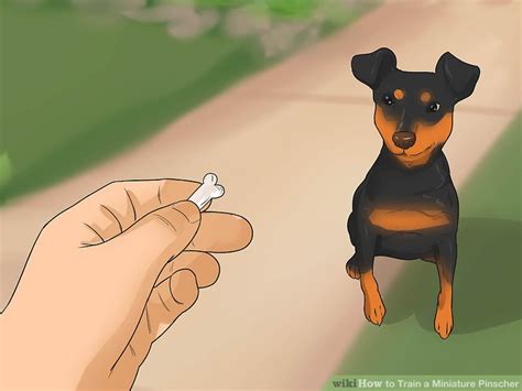 3 Ways to Train a Miniature Pinscher - wikiHow