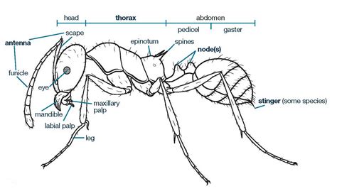 Ant Body Parts Labeled