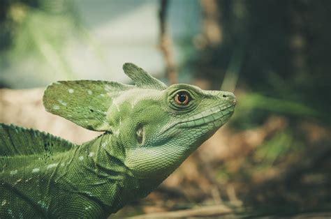 Brauner Und Schwarzer Leguan · Kostenloses Stock-Foto