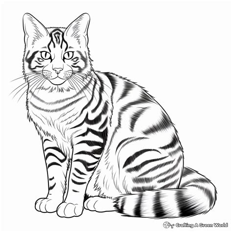 Tabby Cat Coloring Pages - Free & Printable!