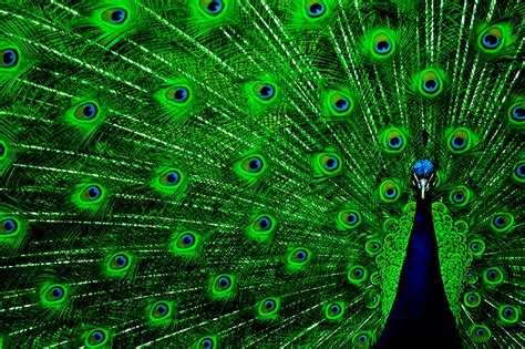 🔥 Free Download Peacock Hd Wallpaper In For Your Desktop by @garyb12 ...