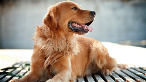 Golden Retriever 1920 x 1080 HDTV 1080p Wallpaper