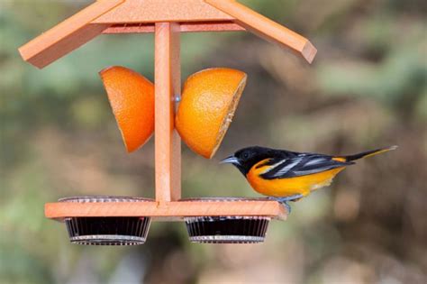 Easy 10 Diy Oriole Bird Feeder Ideas for Your Garden | Oriole bird ...