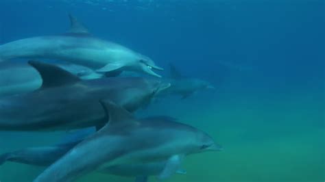 Dolphin Puffer Fish Videos and HD Footage - Getty Images