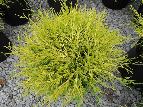 Gold Mop Cypress | Payne Nursery