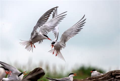 Manmade Common Tern breeding platform on Behance