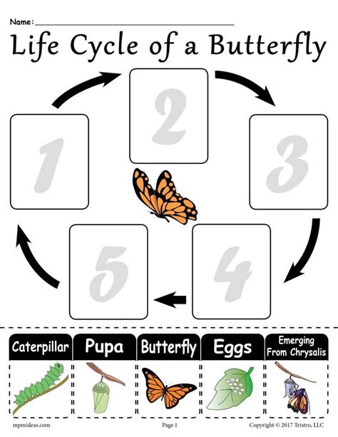 Free Butterfly Life Cycle Worksheet