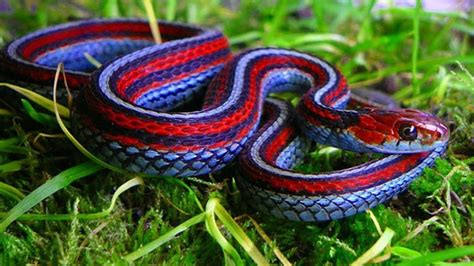 Edible Snake Guide: Not All Snakes are Created Equal - Survival Mastery