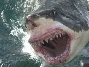 Sixteen Foot Great White Shark Spotted At Streaky Bay