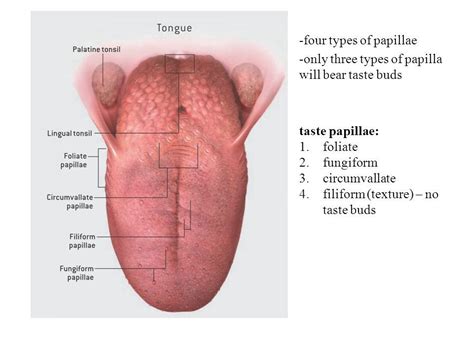 Human tonge taste papillae- 1.foliate 2.fungiform 3.circumvallate 4 ...