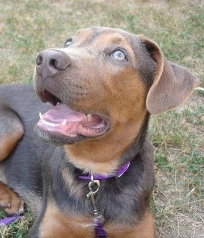 16 Weimaraner Mixes: Grey Ghost Companions Like No Other!