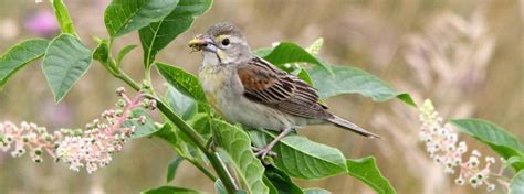 Dickcissel - American Bird Conservancy