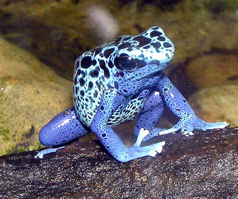 Fichier:Blue.poison.dart.frog.arp.jpg — Wikipedia