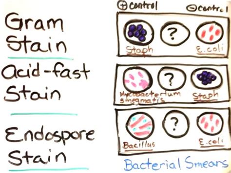 bacillus subtilis diagram