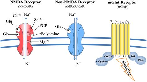 Frontiers | Researching glutamate – induced cytotoxicity in different ...