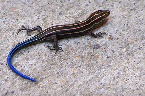 Blue tailed skink - Alchetron, The Free Social Encyclopedia