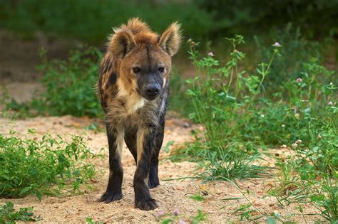 Hyena Carnivore Mammal - Free photo on Pixabay