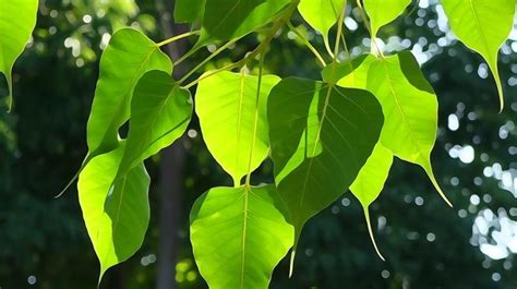 Significance of Peepal Tree: What is Sacred Peepal Tree Significance?