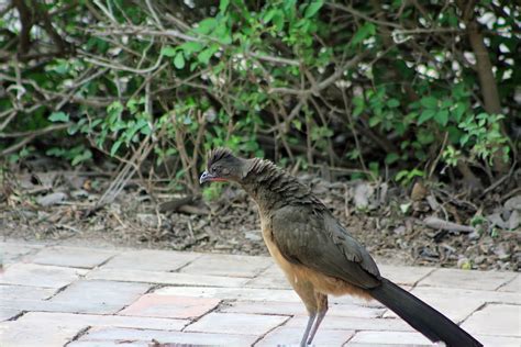 Birding Is Fun!: Plain Chachalaca