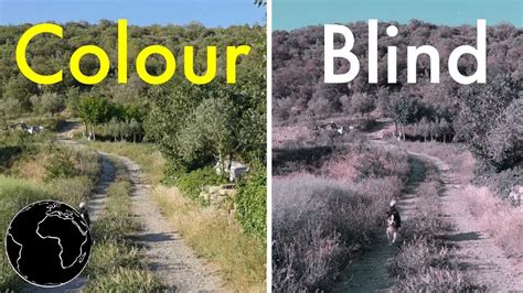 How Color Blindness Works - YouTube