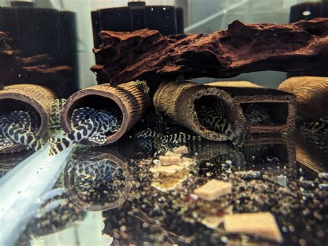 Buy L134 Leopard Frog Pleco online in Australia | Point Pleco Aquariums