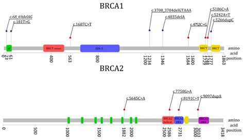 Genes | Free Full-Text | BRCA1/2 Mutation Detection in the Tumor Tissue ...