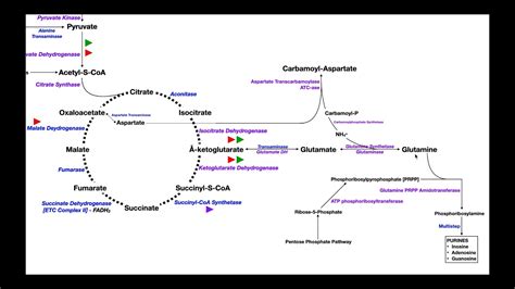 Overview of Metabolism [Part 4] | Glutamate, Glutamine, & Nucleotide ...