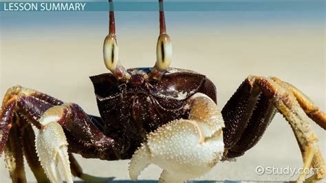 Crustacean | Definition, Types & Characteristics - Video & Lesson ...